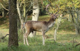 aw-duinen-07